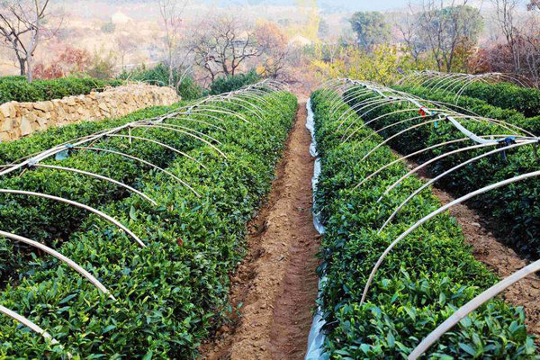 泰山女兒茶基地【圖03】